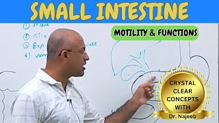 Small Intestine  Motility and Functions  Gastrointestinal System🩺 [upl. by Ysdnil]