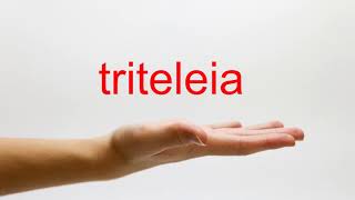 How to Pronounce triteleia  American English [upl. by Schnapp]