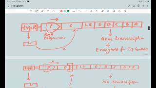 Tryptophan Operon regulation by Negative corepression [upl. by Peale]