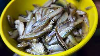 Ngasigi Market Update  Delicious Manipuri Small Fish Recipe  Manipuri Kitchen [upl. by Spurgeon974]