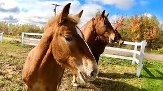 WEANING BREE our 5 Month old BelgianSuffolk Punch Filly  Update on Tiling our Fields 547 [upl. by Bondy]