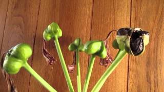 Amaryllis Seed pod production [upl. by Dinsdale]