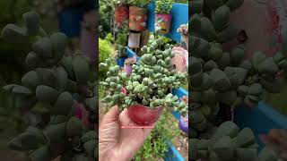 SUCULENTA Que fica linda em arranjos suculentas shortsyoutube reciclagem videos flowers 多肉植物 [upl. by Nivat557]