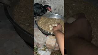 How to hatching eggs by henviralshort shorts ASEELCROSSBREED818 trendingnow uptrends [upl. by Royo]