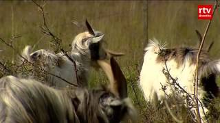 Bokken moeten Dwingelderveld bomenvrij houden [upl. by Dorcus]