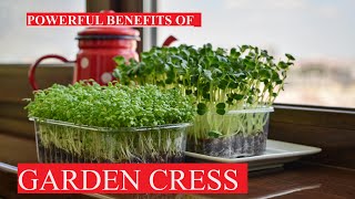 Health Benefits of GARDEN CRESS YOU MUST KNOW [upl. by Bensen]