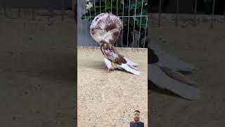 jacobin pigeon pigeon jacobinpigeons youtube kabootar agrayogawale [upl. by Hteazile421]