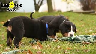 Beautiful Greater Swiss Mountain Dog Puppies [upl. by Caitrin29]