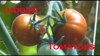 Indoor Tomato Clone Update amp Hydroponic Tomato Update March 31 2011 [upl. by Symer]