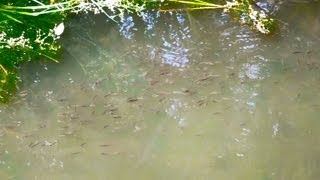 Dense Schools of Western Mosquitofish Swarm Buena Vista Creek in Vista California [upl. by Aihsatan447]