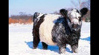 Interesting Facts About The Belted Galloway [upl. by Callista]