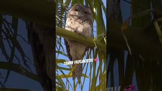 Tawny Frogmouth Bird Master of Camouflage [upl. by Ainatit]