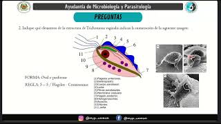 Ayudantía de microbiología y parasitología  Trichomonas vaginalis [upl. by Zaneta692]