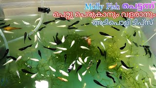 How to breed molly fish faster in malayalam  Molly fish fast breeding tips in malayalam [upl. by Reamonn]