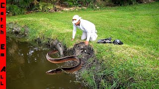 GROUP of INVASIVE FISH WALKED on DRY LAND to DESTROY MY POND [upl. by Anowahs]