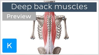 Deep muscles of the back attachments innervation and functions preview  Human Anatomy  Kenhub [upl. by Mindy]