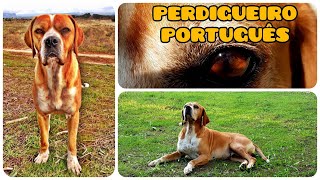 🔥 PERDIGUEIRO PORTUGUÊS 🔥 CÃES DE PARAR ‼ O QUE É NACIONAL É BOM ☆ CAÇA À PERDIZ E CODORNIZ ☆ [upl. by Tri]