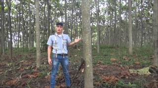 Como realizar un inventario forestal [upl. by Wes248]