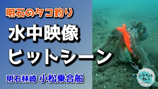 【明石タコ釣り】水中映像 タコはカメラがお好き？？ [upl. by Arevle]