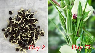 How to grow okra at home  Growing okra from seeds [upl. by Rehnberg]