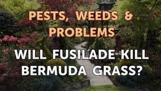 Will Fusilade Kill Bermuda Grass [upl. by Aisyle512]