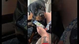 Rottweiler Puppy got in trouble at his school ❤️ shorts cutedogs [upl. by Brig]