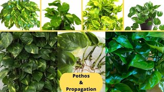 How to Propagate Pothos in Water  Comment bouturer le pothos [upl. by Aeht]