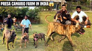 India’s Biggest Friendly PRESA CANARIO Farm in Noida😱 [upl. by Notyal590]