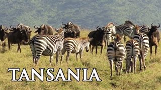 Tansania Serengeti Sansibar und Kilimanjaro [upl. by Naman]