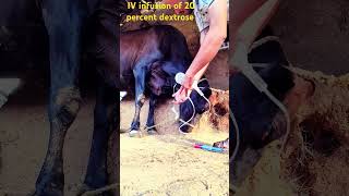 IV infusion of dextrose saline with vitamin B complex in jugular vein for ketosis in a cow [upl. by Ralleigh254]