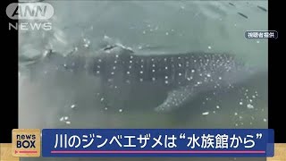 ジンベエザメは“水族館にいた個体” 離れた川で発見…一体なぜ？【スーパーJチャンネル】2024年11月6日 [upl. by Andri]