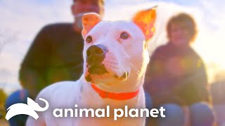 The Sweetest Moments on Pit Bulls and Parolees  Animal Planet [upl. by Allan]