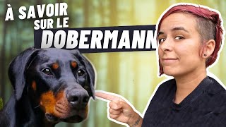 8 choses que vous ne devez pas ignorer sur le dobermann [upl. by Bonnette]