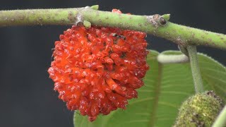 Broussonetia papyrifera Paper mulberry [upl. by Nosa729]