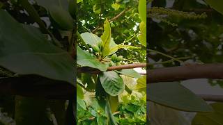 Indian almond tree🌳Terminalia catappa youtubeyoutubeshortstrendingtrendingshortsshorts [upl. by Ahsienahs]