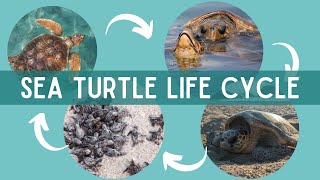 The LIFE CYCLE of SEA TURTLES  The Journey from Hatchling to Adulthood [upl. by Chelsae]