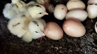 hen egg hatching in tamil 🐥🐥 maaranuniverse henharvestingeggs hatching [upl. by Edette]