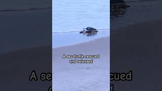 Kemps ridley sea turtle release shorts nature animals wildlife ocean love [upl. by Dee Dee743]