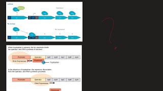 What is Lac Operon and Trp Operon What are the difference MCAT Biochemistry [upl. by Nessah]