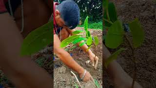 Plantation by Ankur Group 🙏humanity respect youtubeshortsplantationviralshort [upl. by Morty]