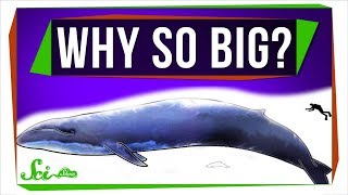 Why Are Marine Mammals So Big [upl. by Welby995]