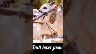 Ongole Bulls bullspower Bull lover jasw ❤️👍subscribe [upl. by Natsirk]