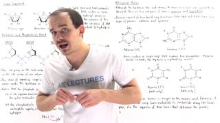 Composition of Nucleic Acids [upl. by Nahtonoj885]