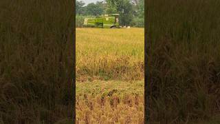 Yaara Di Combine malkit harvest trending viralshorts farming farmmachinery combine [upl. by Collie]