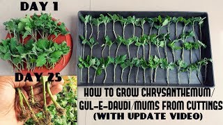 How to Grow ChrysanthemumGulEDaudiMums from CuttingsFast N Easy With Update Video [upl. by Albin289]