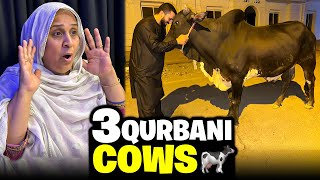 ALLHUMDULILAH 3 Janwar or ly liye🐄Qurbani Done🙏🏻 [upl. by Adierf]