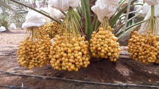 Pollination in Date Palm  tissue culture Date Palm  TC Date Palm  Barhee  Medjool  Khunezi [upl. by Greenquist102]