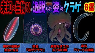 【新種珍種】未知の生物 常識から逸脱した姿の「クラゲ」 8選【ゆっくり解説】 [upl. by Rotsen]