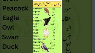 Learn 15 Bird Names in English with Urdu Meanings  Smart Study Zone [upl. by Melantha]