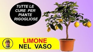 LIMONE IN VASO CURE E SEGRETI [upl. by Gustafson156]